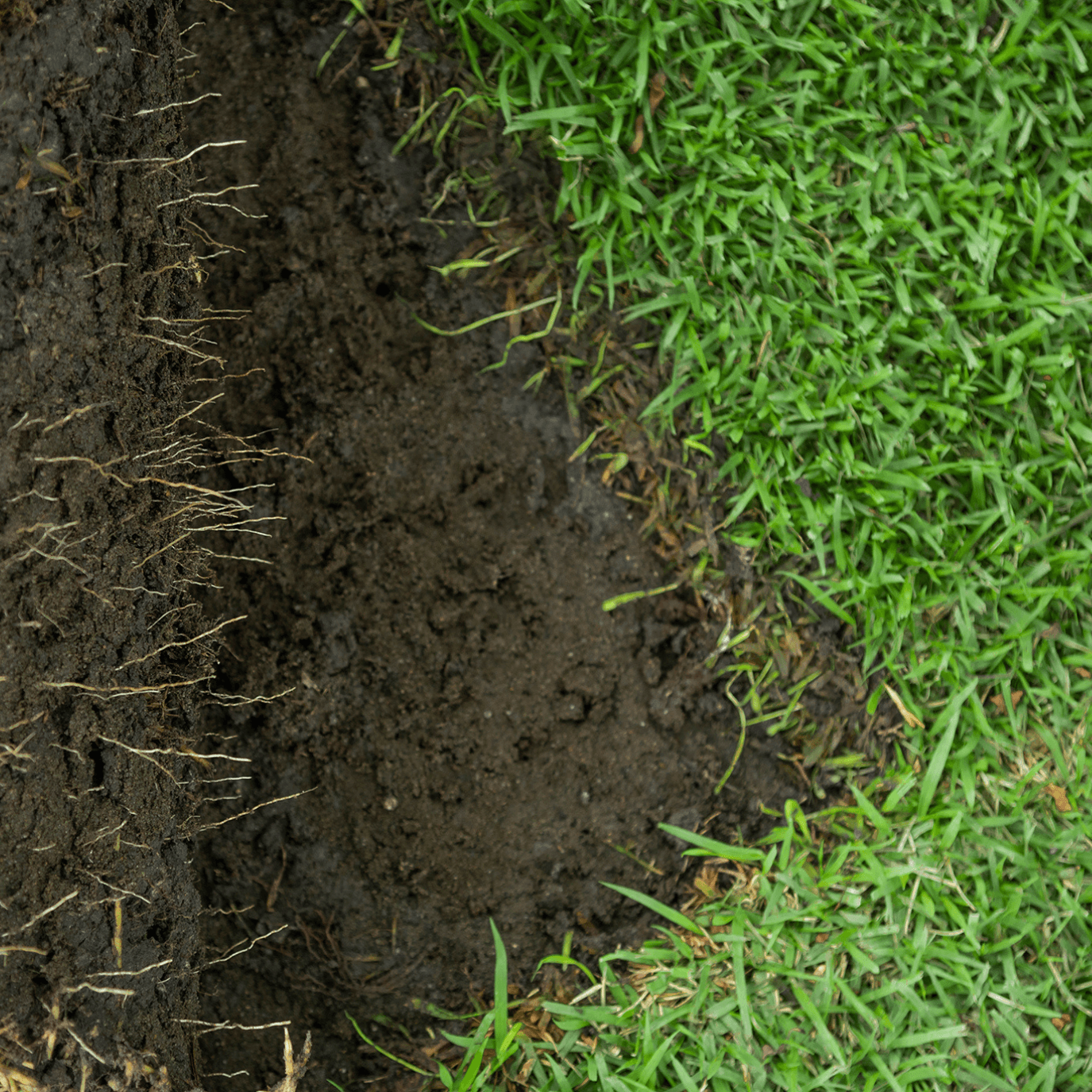 Close up Zoysia-Australis-Glengallan Turf