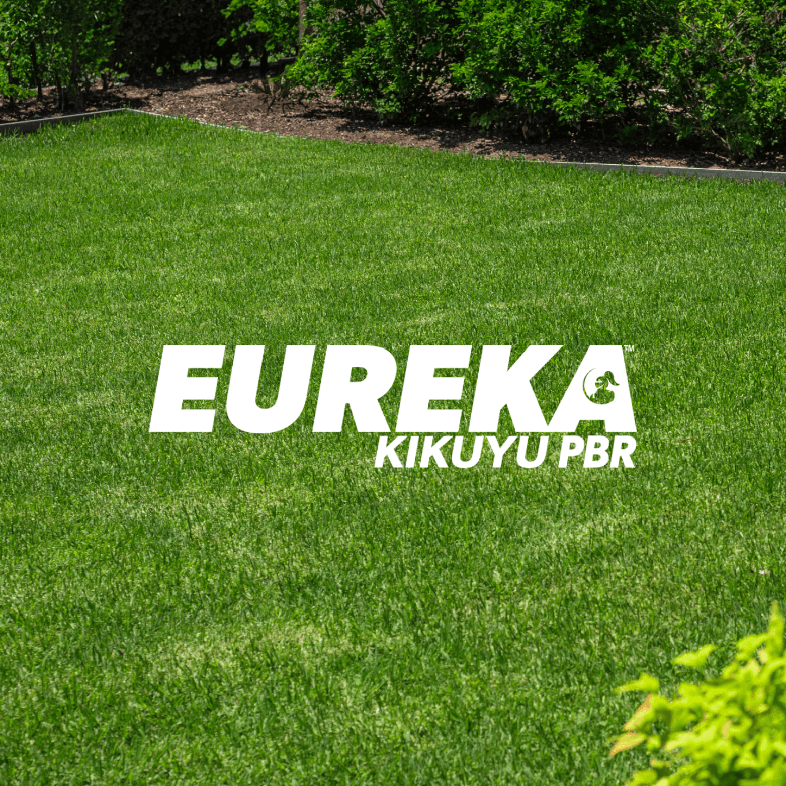 Eureka Kikuyu PBR (5)