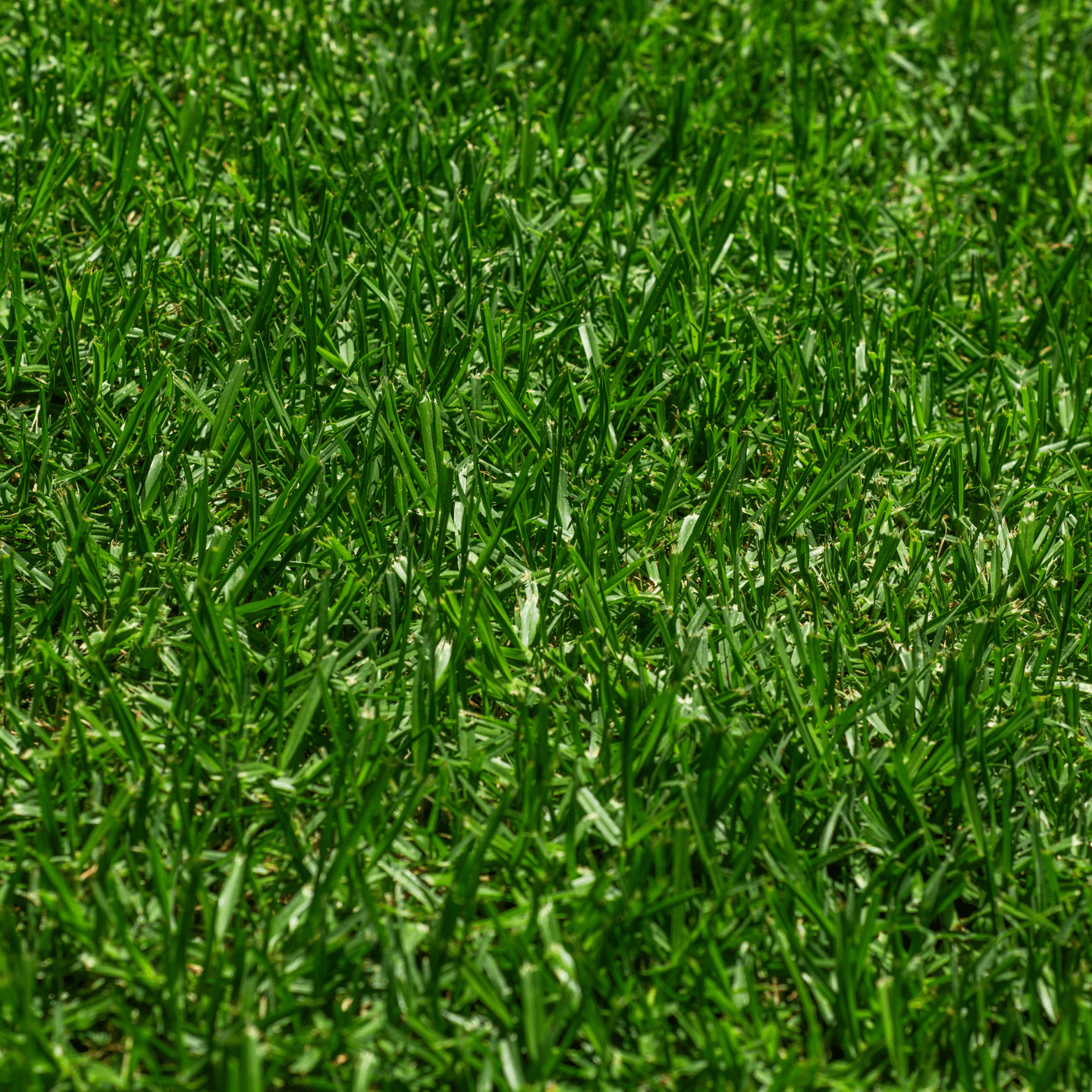 Eureka Kikuyu PBR (6)