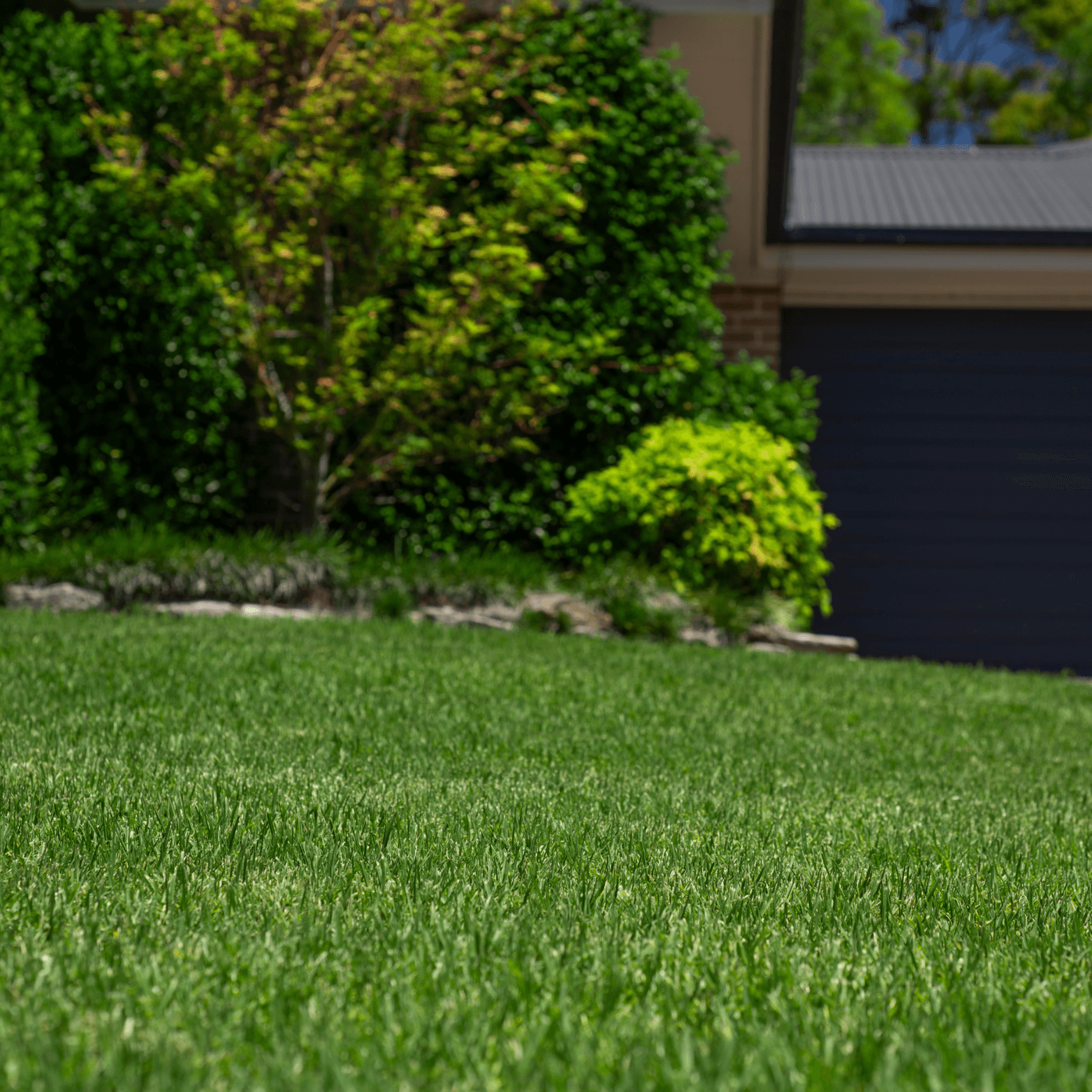 Eureka Kikuyu PBR from Glengallan Turf