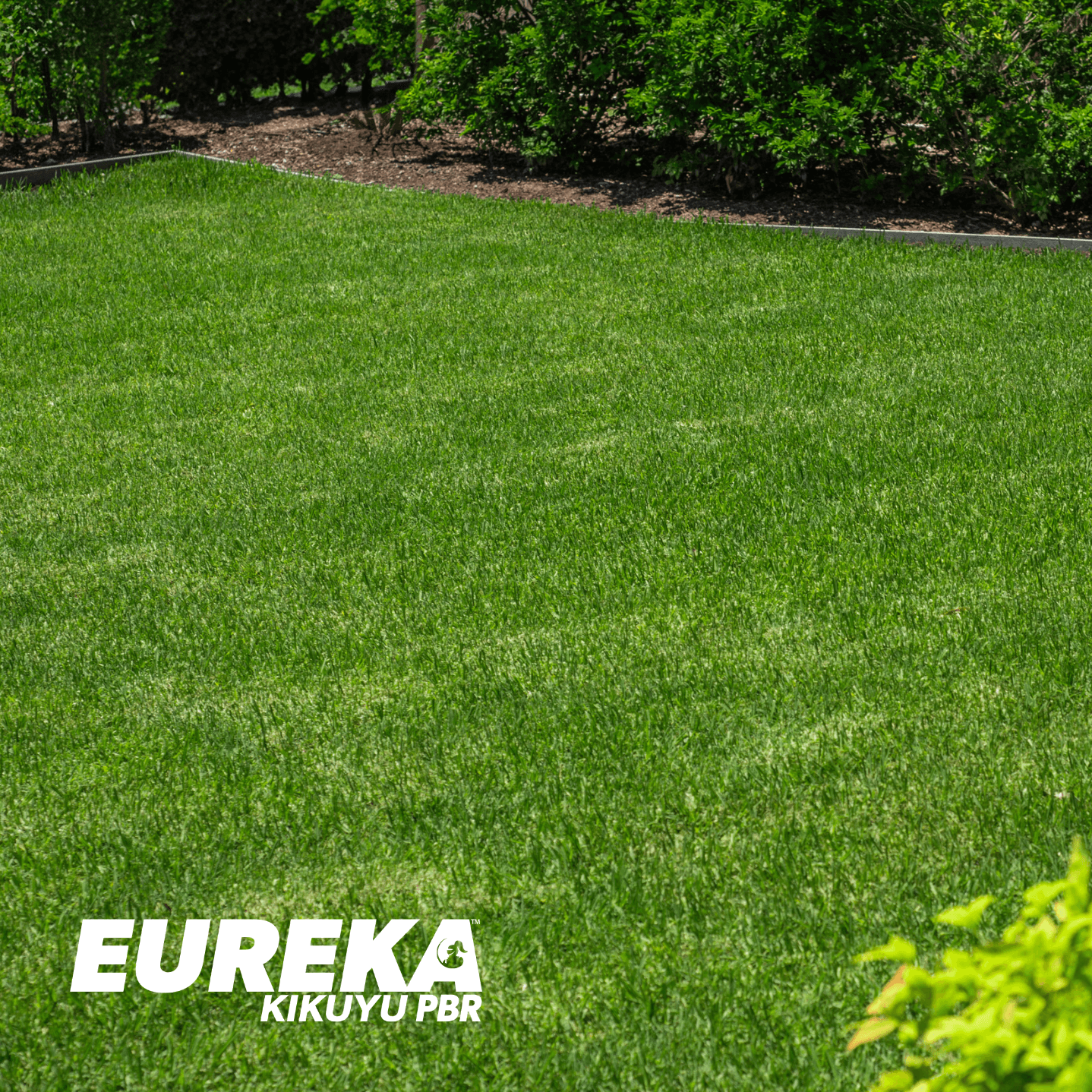 Eureka Kikuyu PBR