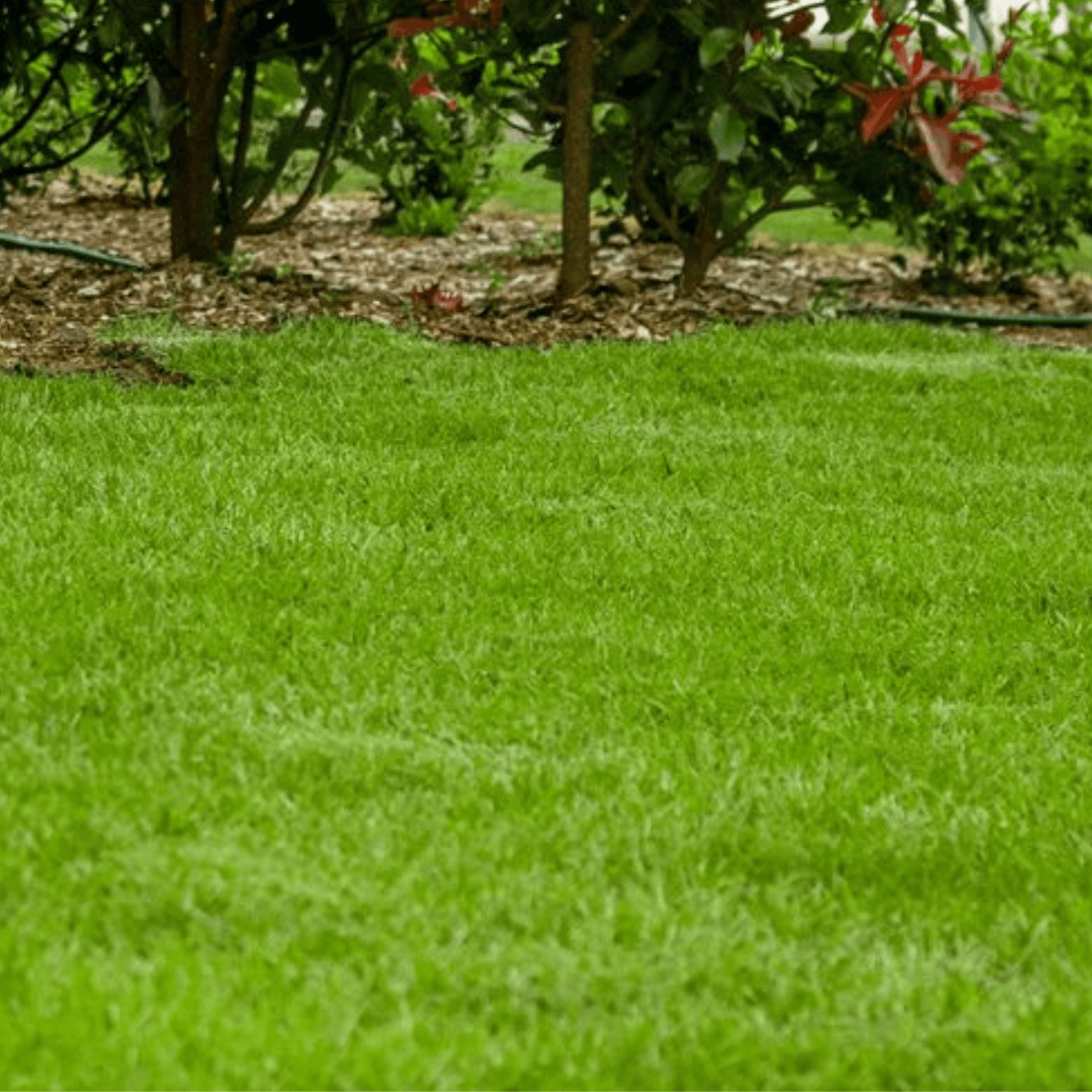 Zoysia-Australis-Darling-Downs