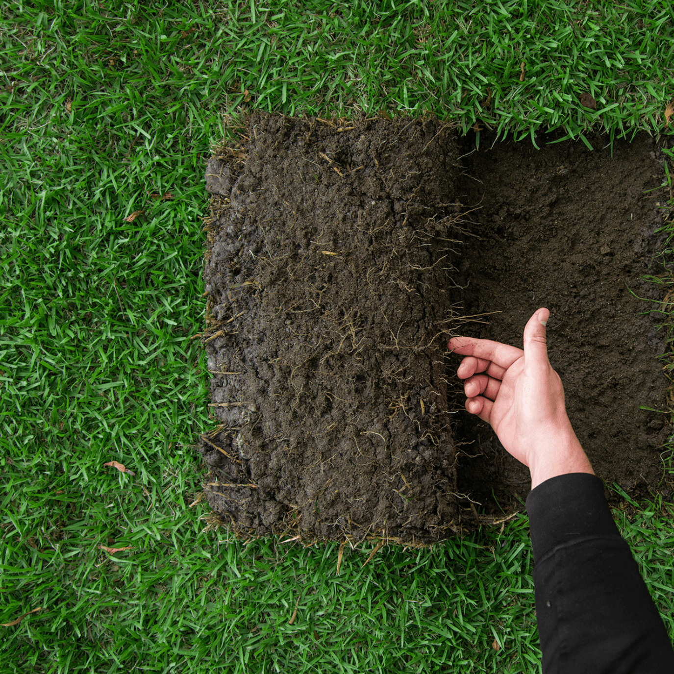 Zoysia-Australis-Glengallan Turf 1