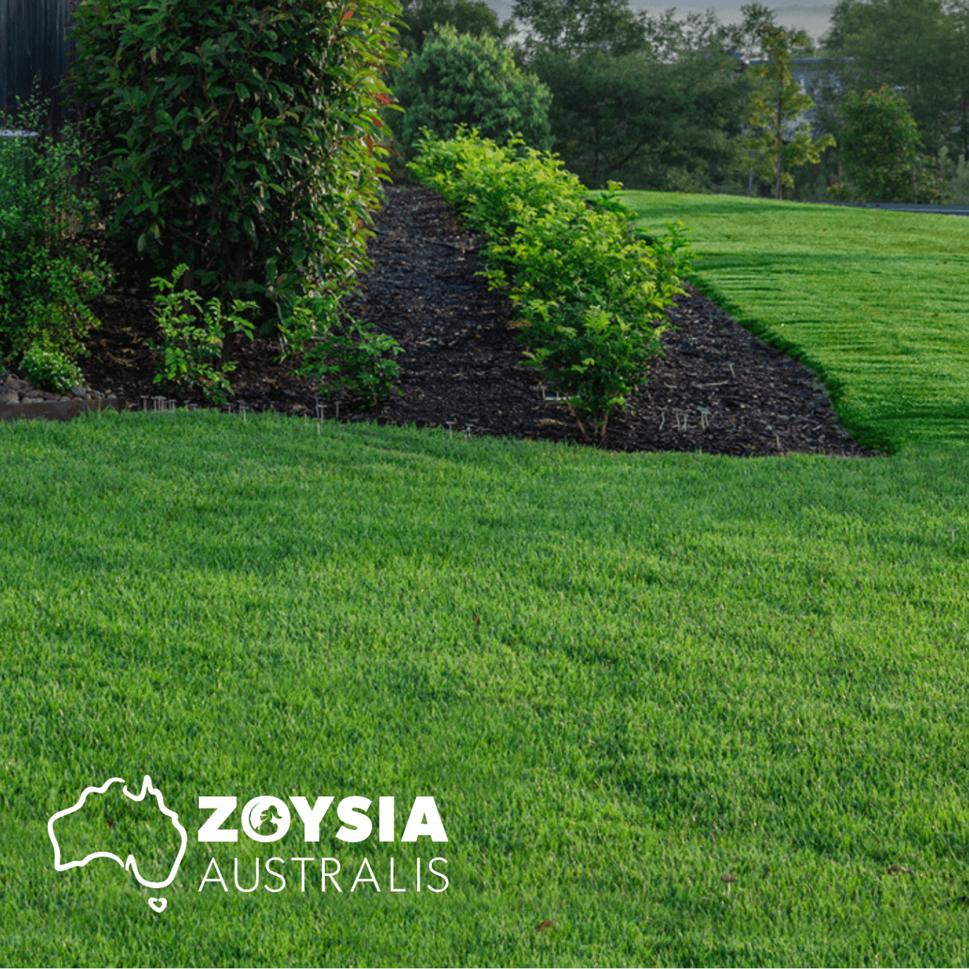 Zoysia-Australis-Glengallan Turf