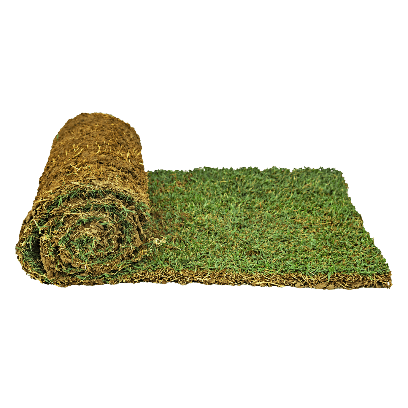 Zoysia-Australis-Southern-Downs