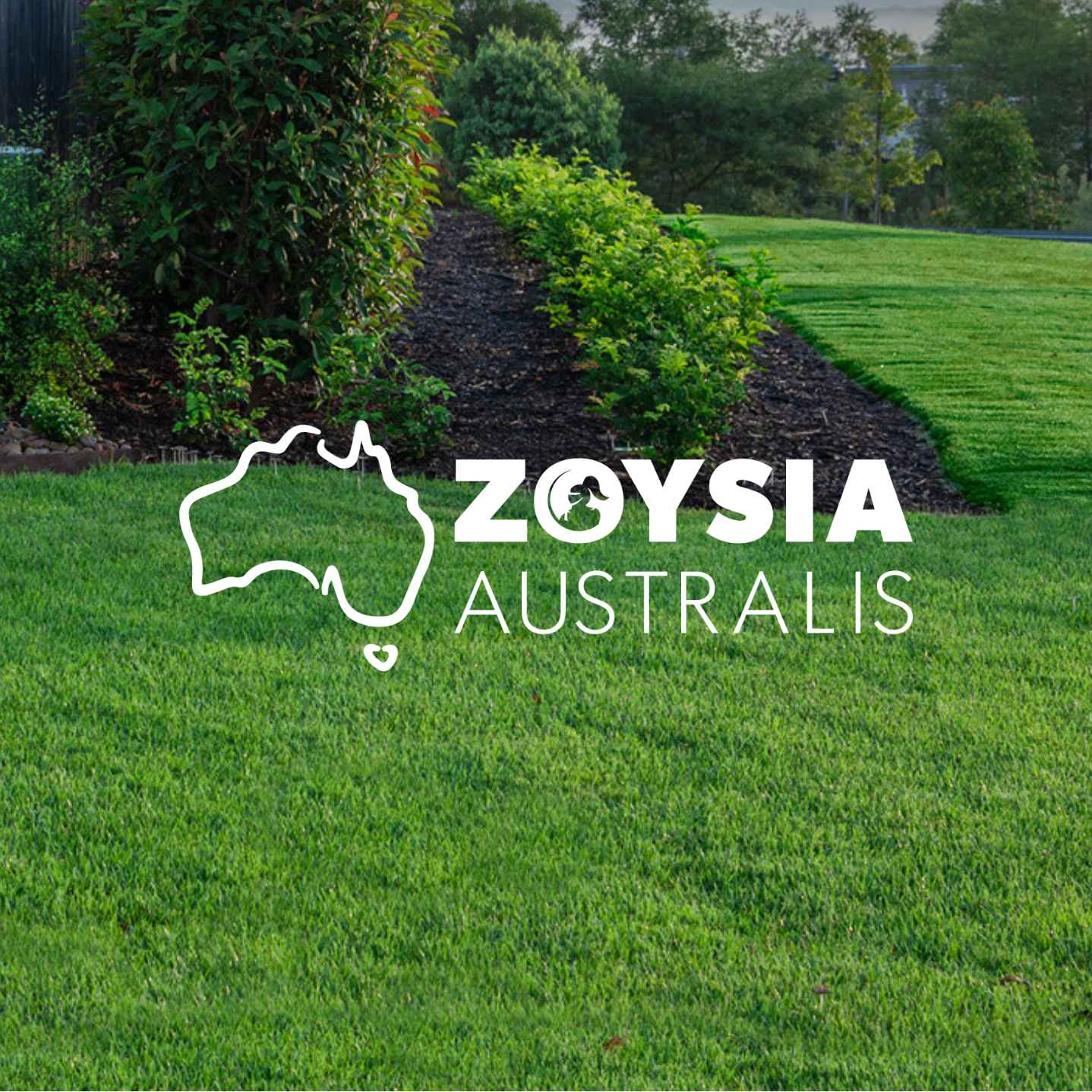 Zoysia Australis