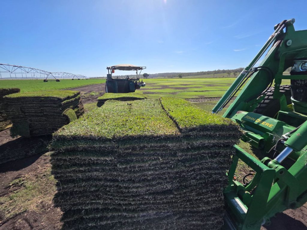 Stacks of freshly harvested Zoysia Australis turf rolls loaded with machinery, ready for local delivery to homes, landscapers and turf installation projects.